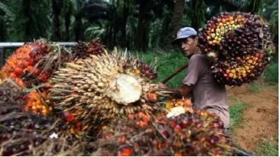 Jaga Stabilitas Harga TBS Sawit, Anggota DPRD Usin Berikan Apresiasi Pemda