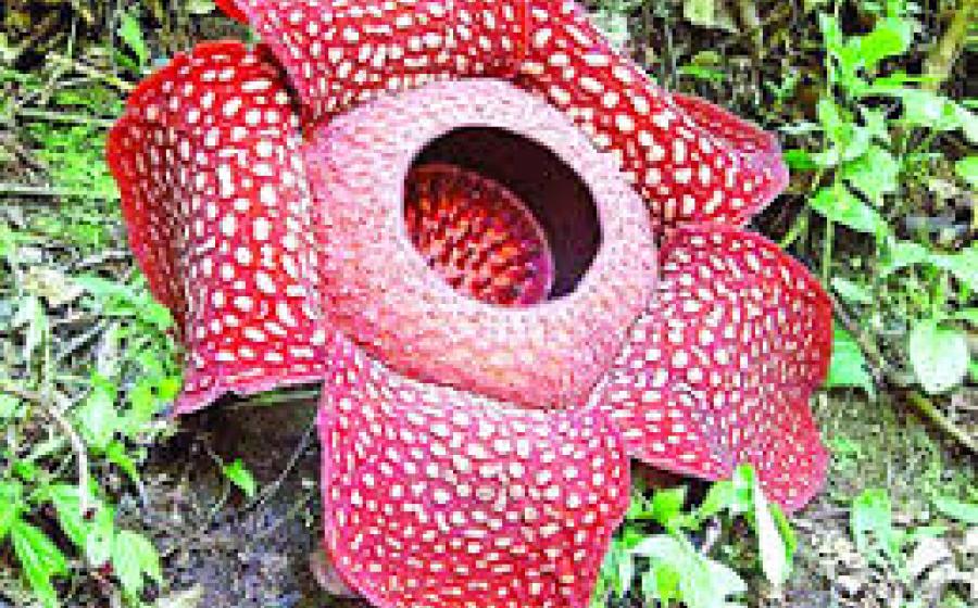 Rafflesia 
