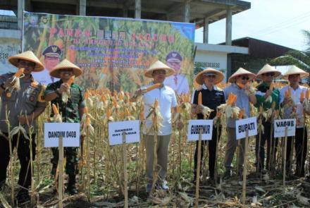 Panen jagung di Kecamatan Tanjung Mulya, Kota Manna, Kabupaten Bengkulu Selatan.